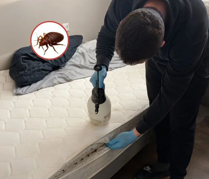 Technicien traitant un matelas contre les punaises de lit à Magny-le-Hongre